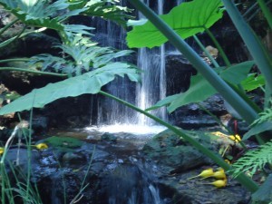 Water-garden-MGDﾂｩ滝-300x225